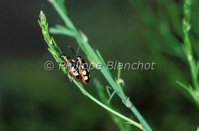 crioceris asparagus.JPG - Crioceris asparagusCriocère de l'aspergeCommon asparagus beetleColeoptera, ChrysomelidaeFrance